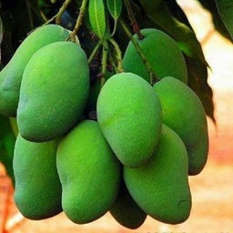 Green Mango 1Lb